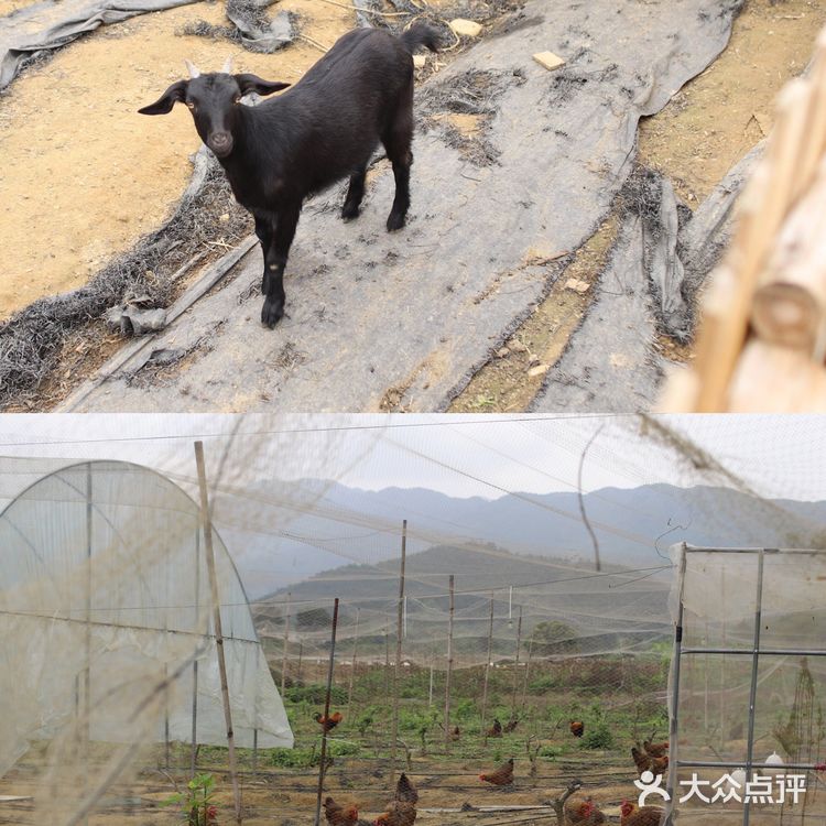 清远美食必吃榜!征服味蕾的无花果浸鸡