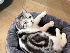 -1013 PET SHOP精品宠物商店(丁香店)