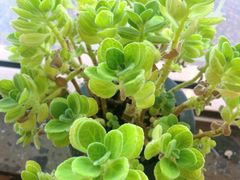 -ZING COFFEE 镜咖啡