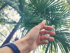 -合肥滨湖国家森林公园