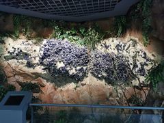 -中国地质博物馆
