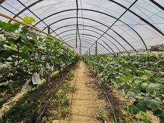 -马陆小张葡萄园农家乐