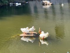 -新江湾城公园