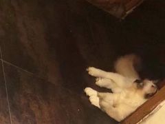 -猫色咖啡·猫咖