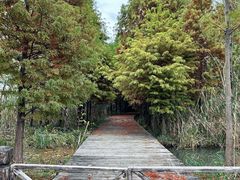 -溱湖国家湿地公园