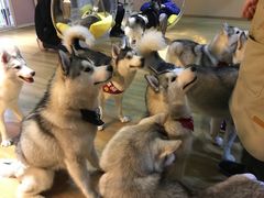 -Husky Go! 哈士奇体验馆·宠物咖啡厅狗咖
