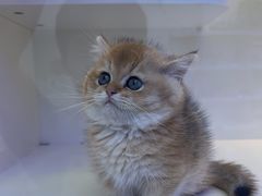 -小猫来了·猫舍(红山六九七九店)