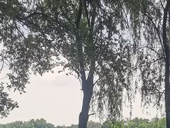 -北陵公园