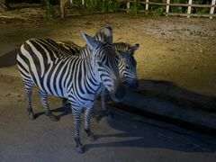 -清迈夜间动物园