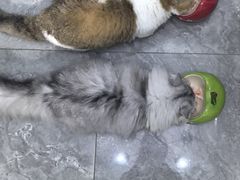 -瑞派康怡24h宠物医院·犬猫医疗中心·微创绝育(瑞景分院)