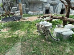-青藏高原野生动物园