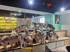-Husky Go! 哈士奇体验馆·宠物咖啡厅狗咖