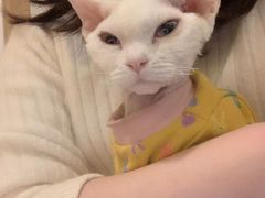-猫腻·猫咖·撸猫馆(星光大道店)