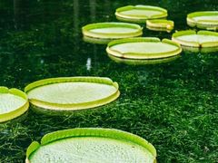 -上海滨江森林公园