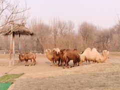 -北京野生动物园