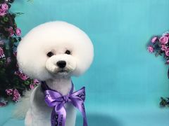 -读宠于你·约克夏比熊·睫角守宫·爬宠售卖(高新店)