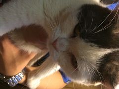iphone_upload_pic-猫色咖啡·猫咖