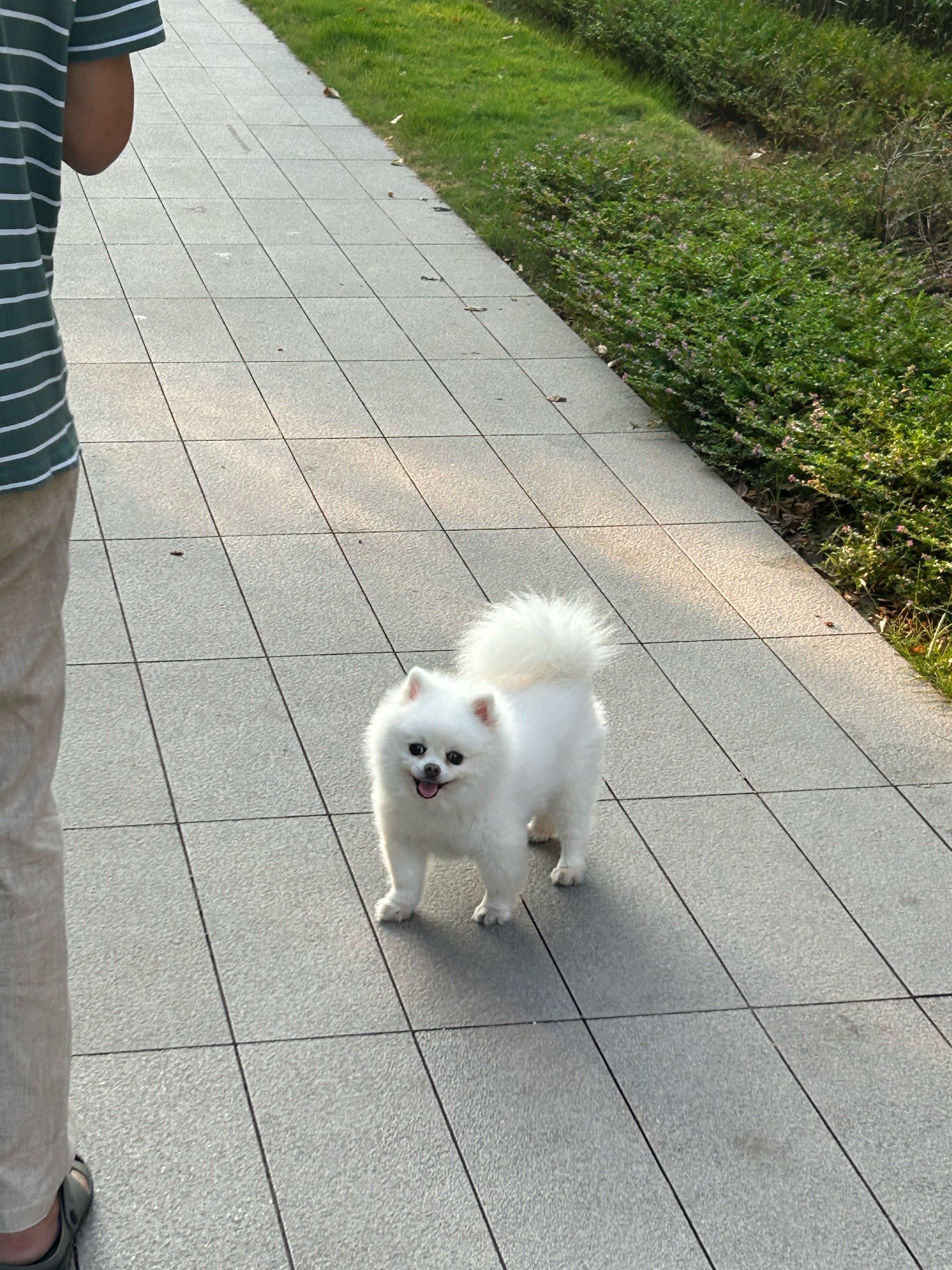 大尾巴狗狗的日常,像只小狐狸