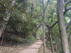 -上海佘山国家森林公园天马山园