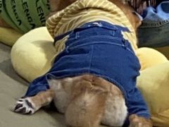 -逗柴咖啡屋·狗咖猫咖宠物桌游