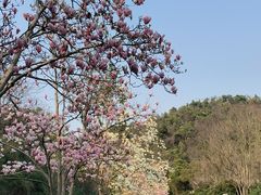 -桃花岭景区