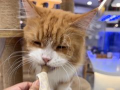 -喵园·猫主题咖啡厅·撸猫·猫咖(国贸店)