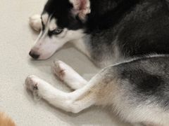 -共舞时光猫咖·狗咖(新街口店)