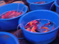 -中环花鸟鱼虫市场