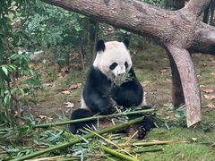 -成都动物园