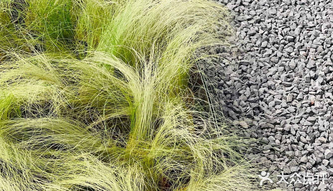 今天我来高新大都荟“吃草”了🤦‍♂️