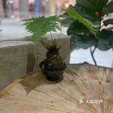又来喝咖啡啦[胜利][胜利]