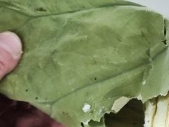 -东山矮马桶羊肉(太湖东山店)
