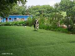 -宠物寄养训练学校