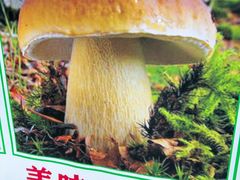 -菌之家·专业纯野生菌火锅·特色炒菌