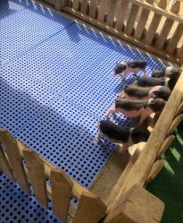 点击看大图 -萌宠亲子动物乐园(槐房万达店)