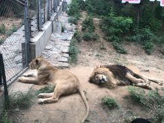 -石家庄市动物园