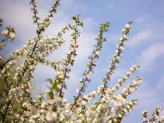 -花开海上生态园