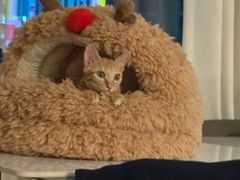 -瑞派康怡24h宠物医院·犬猫医疗中心·微创绝育(瑞景分院)