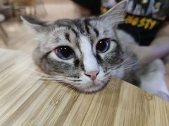 -白兔子密室(长寿路店)