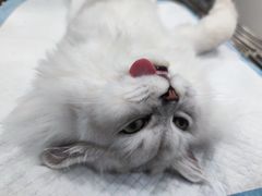 -荔康动物医院(康王北路店)