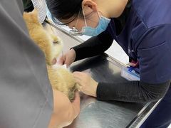 -中农大我爱我爱动物医院·核磁CT·猫病·24小时夜诊中心(石佛营店)