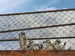 -青藏高原野生动物园