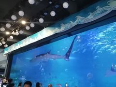 -烟台海昌鲸鲨海洋公园