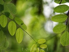 -湘子庙