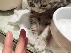 -momokira米努特·德文卷毛猫·棉花面纱犬