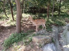 -大连森林动物园