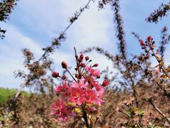 -永定河休闲森林公园
