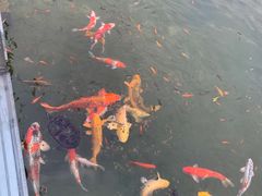 -南京奥林匹克体育中心-体育馆