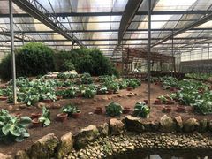 -上海都市菜园