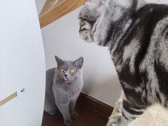 -Catmate·猫肥家润(金润铂宫店)